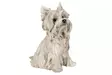 A lot Decoration Koriste Maltankoira 25 cm - Sisustusesineet - 7340082352417 - 2